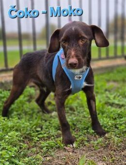 Choko-Moko sucht eine Familie - Linden (Hessen)