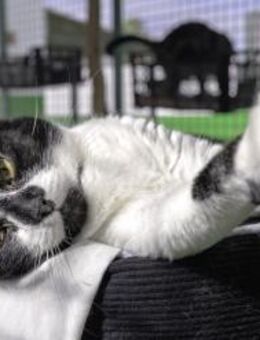 Katze Tindaya - Bochum