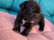 Französische Bulldoggenmixe - Seelze