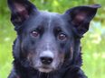 Roxalie - Mischling - 3 Jahre - Tierhilfe Franken e.V. in 91207