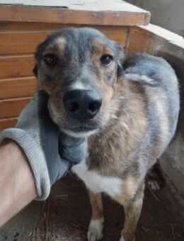 Bobby 54 cm - Alpenrod