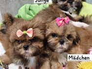 Shih-tzu Welpe - Offenbach (Main)