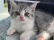 Kitten Kätzchen Ragdoll BKH Mix bald abgabebereit !! - Spaichingen