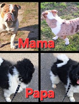 New English Bulldog mix Bärchen - Ballenstedt