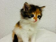 Baby Katzen Perser mix - Ravensburg