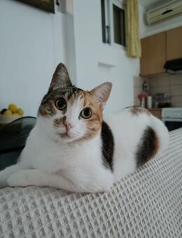 Berry aus dem Tierschutz - Grevenbroich