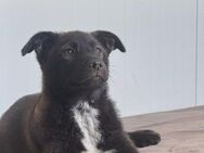 🖤Herziges Welpenmädchen Blacky❤️ - Eislingen (Fils)