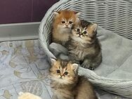 BKH/BLH britisch Kurzhaar / Britisch Langhaar Katzen / Kitten - Neuenkirchen-Vörden