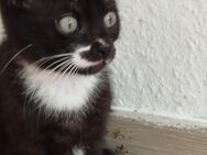 1 kleine kitten (Mischlings-Katze)sucht ein Zuhause - Meuselwitz