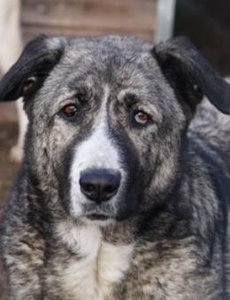 Jella, geb. ca. 09/2020, GRIECHENLAND - Markdorf