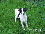 Jack Russell Terrier Welpe, reinrassig 13 Wochen, Weibchen - Lonnerstadt