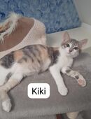 Kiki und Foxy erobert die Welt # Tierschutz in 92353