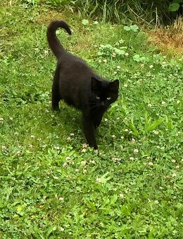 Liebe schwarze Katze, 2 Jahre alt - Laage