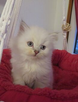 Britisch-Kurzhaar & Britisch-Langhaar-Kitten (BKH/BLH) Kleine Pfoten – großes Herz gesucht - Lützen