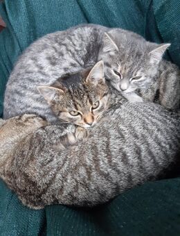 Süsse Dorfkätzchen - Berlin Lichtenberg