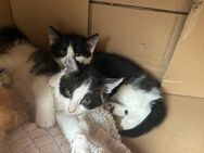 süße babykatzen - Marpingen
