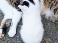 Schmusekatze sucht liebevolles Zuhause, Katzenbaby, Kitten, Kater, Babykatze, Katze - Drensteinfurt