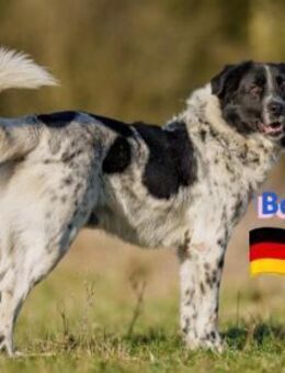 Boubis Notfall - Wachsamer Begleiter - Heppenheim (Bergstraße)