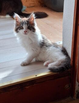 Maine Coon Kitten - Höchenschwand