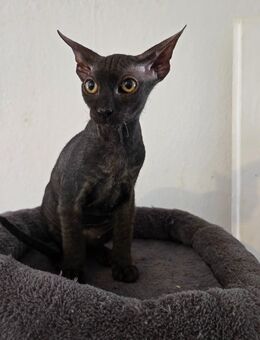 Sphynx Kitten Junge - Plattling