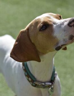 PLUTO 💖 Zuckerschnute sucht Zuhause - Neudenau