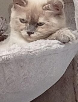 Heilige Birma Ragdoll Katze - Bochum Langendreer