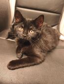 Die Katze sucht ein neues Zuhause in 34281