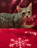 Katzenbabys suchen noch ein Zuhause in 74838