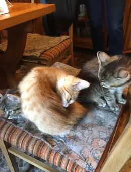 Junge Katzen! - Bernsdorf (Regierungsbezirk Dresden)