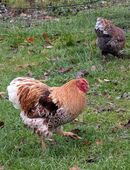 Wyandotte Zwerghühner abzugeben in 99438