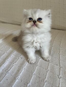 BKH Kitten - München
