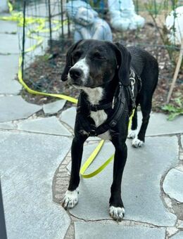 Dua möchte ein -fürimmerzuhause- - Schwabach