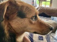 Oscar möchte auch endlich ankommen - Koblenz