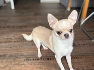 100% Chihuahua DECK Rüde 1,5 Jahre alt schon Erfahrung als Deckrüde gehabt aus der letzten Paarung entschwanden 4 wunderschöne Welpen alle gesund und munter - Düsseldorf