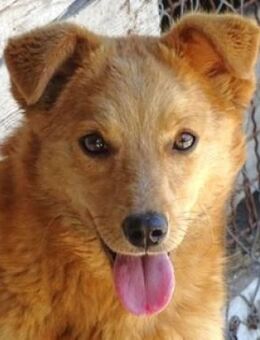 MEGGY sucht Körbchen - Gefrees