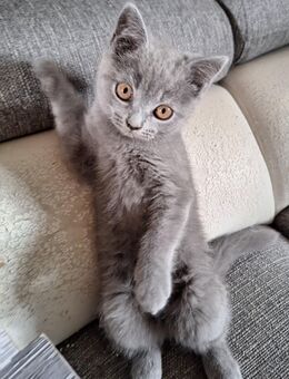 BKH kitten - Salzgitter