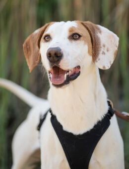 Kenny 💗 aktiver, aufgeschlossener Rüde! - Hamburg