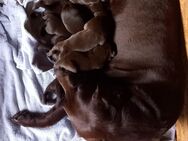 Labrador Welpen - Raddestorf
