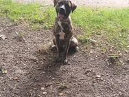 Golden Retriever / Boxer Mix - Düsseldorf