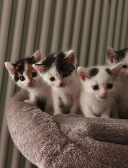 kleine Kätzchen, Katzenbabys, Katzenkitten - Pleß