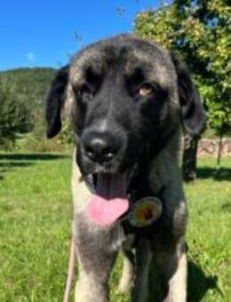 Wer schenkt Sanga ein Zuhause? - München