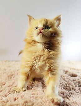Maine Coon Babys - Ingolstadt