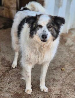Rocky sucht endlich sein Zuhause - Neuberg
