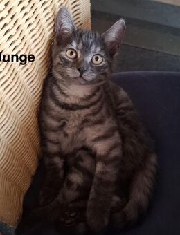 Britisch Kurzhaar Bengal Mix Kitten, 13 Wochen alt - Fronhausen