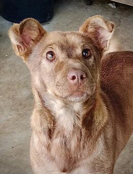 Gisele wartet auf ihr neues Zuhause! 🐕 - Spenge