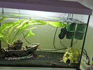 Aquarium mit alles - Bünde