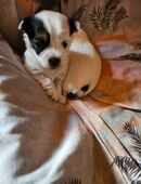 Biewer Yorkshire Terrier Welpen in 97633