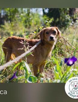 Leica: Sucht ein Zuhause - Kirchzell