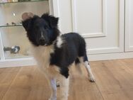 Sheltie Rüde sucht zuhause - Edewecht