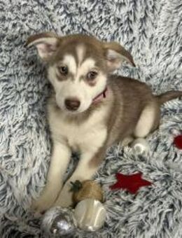 259765 - das wird eine ganz tolle Zeit - Overath